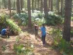 Scout Summer Camp, 2014 306