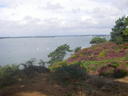 Thumbnail of Ros139.jpg